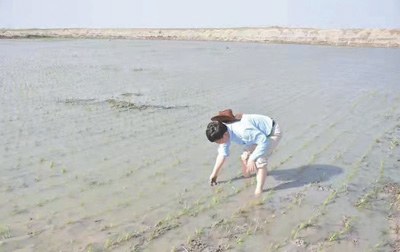 让盐碱荒地变生态良田