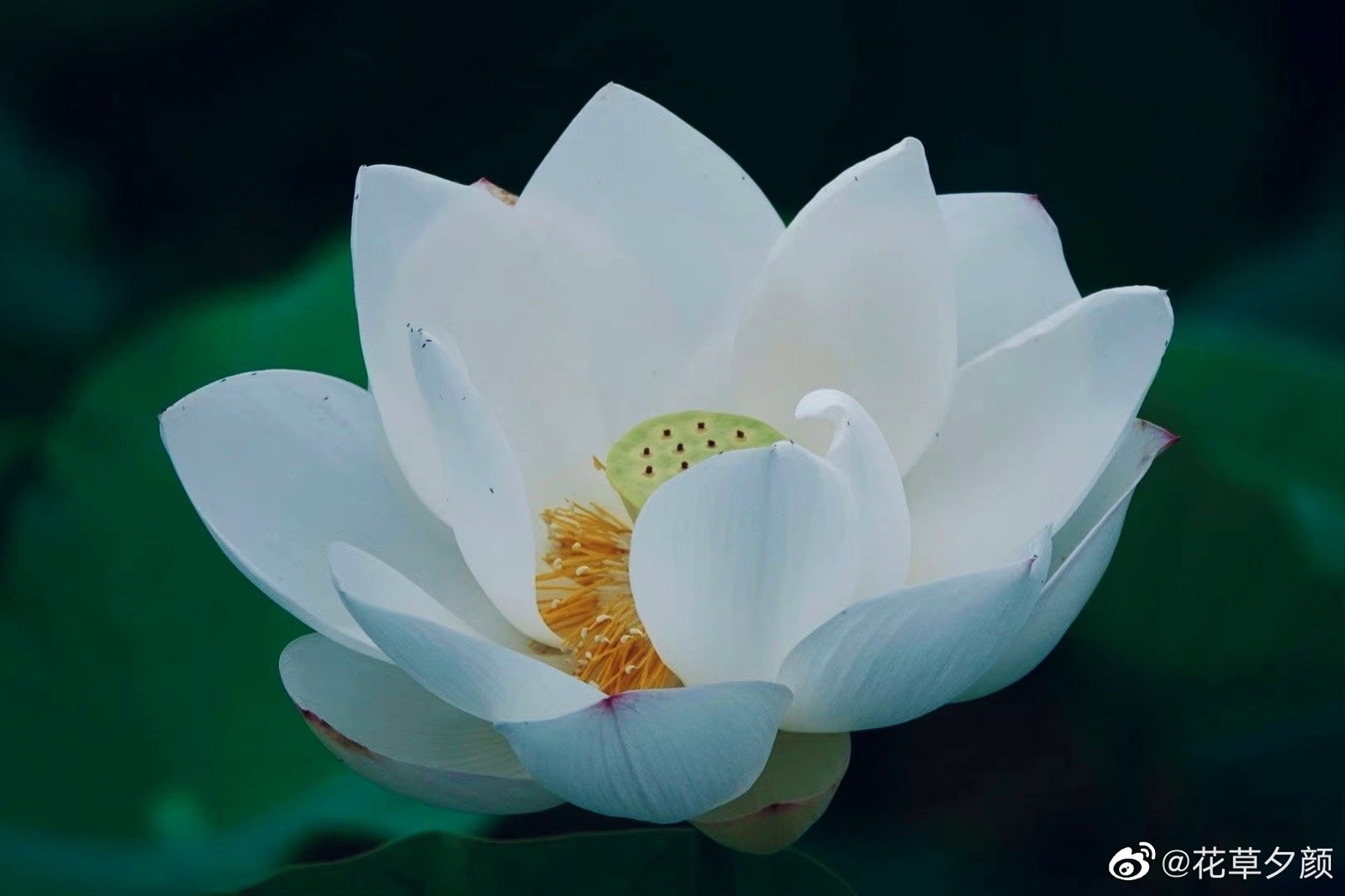 光和温度影响植物生长奥秘揭开