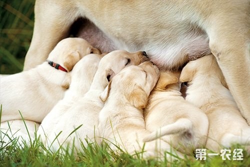 新技术或使哺乳动物部分器官功能恢复