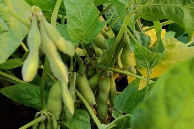 新研究：提高大豆光合作用效率可大幅增加产量