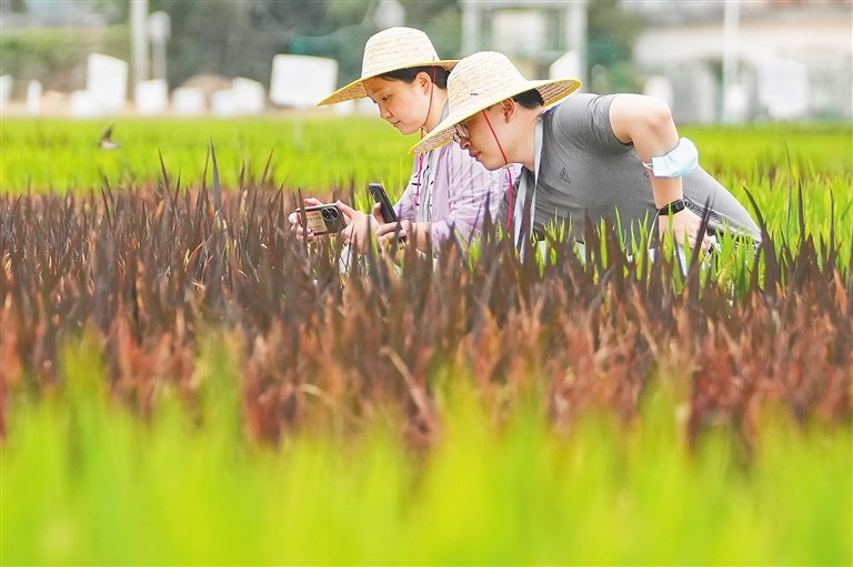中国农科院将聚焦四类科技问题推动科技援疆