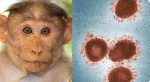 我科学家成功研制猴痘病毒假病毒标准物质